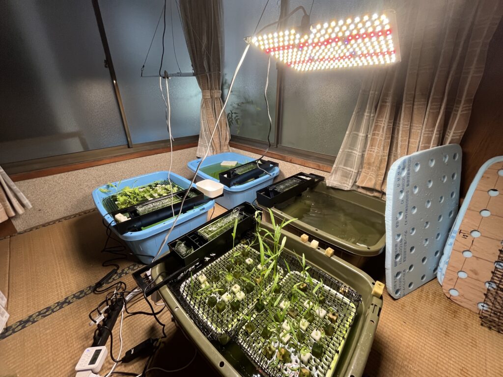 林ファームで栽培中の葉物野菜