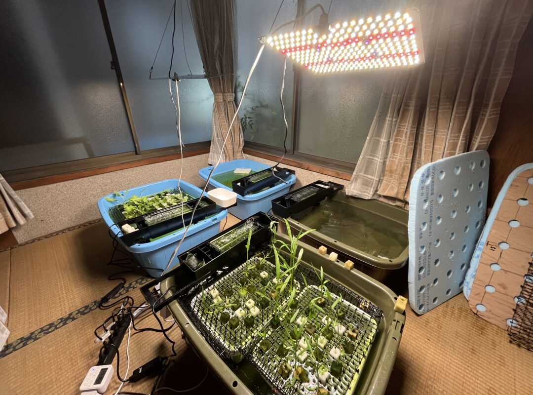 安城市秋葉公園近く｜林ファーム